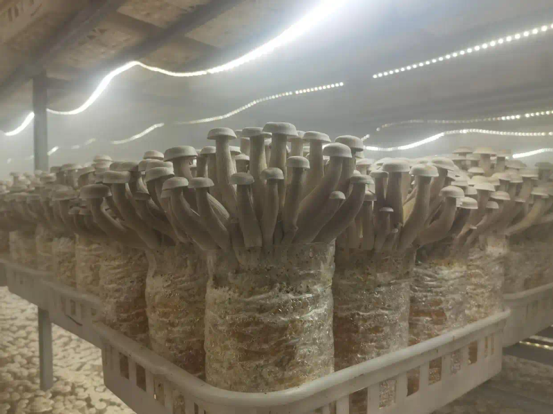 Best food-bacterium cultivation techniques