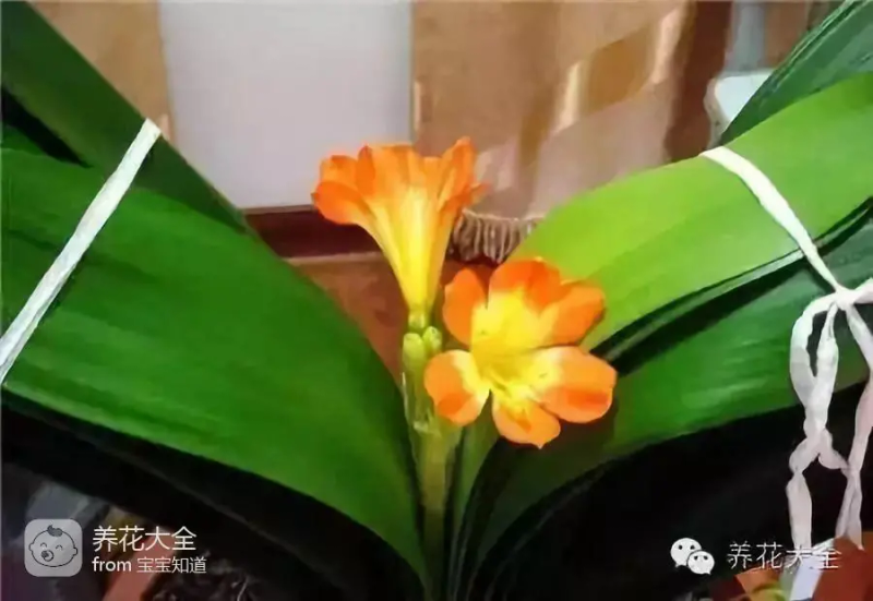 The way the ropes are taped