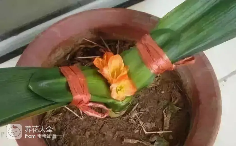 The way the ropes are taped