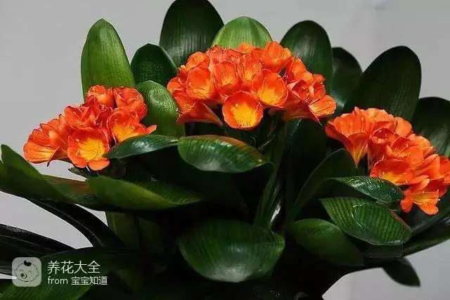 The way the ropes are taped