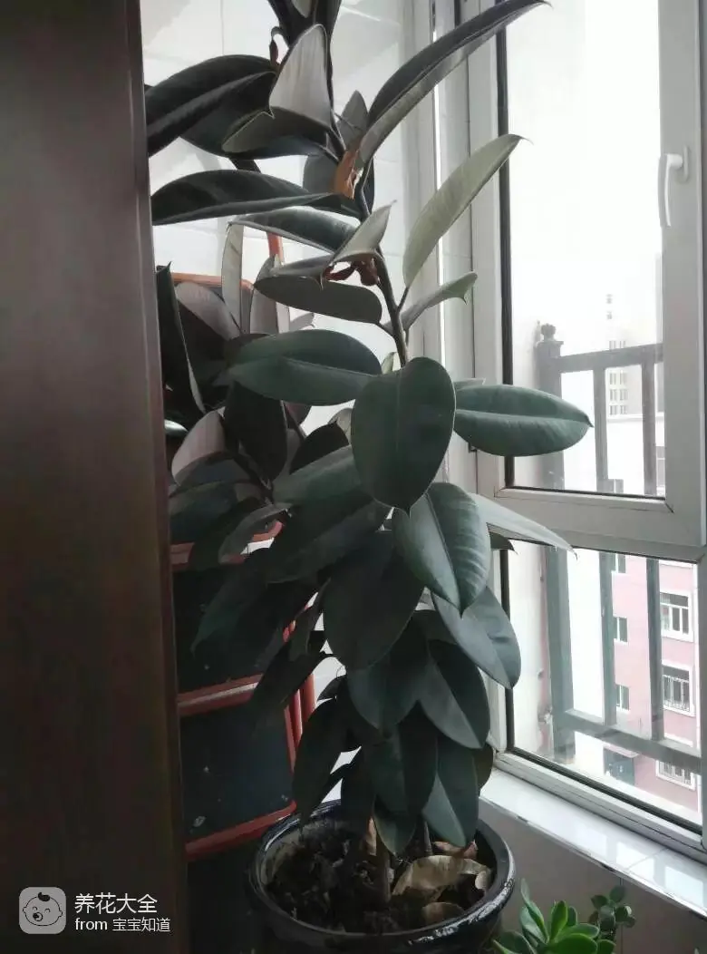 The way the ropes are taped