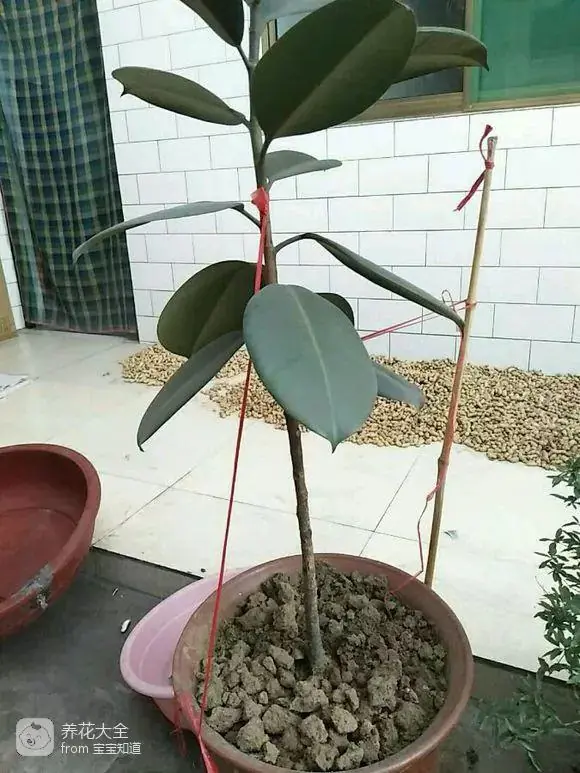 The way the ropes are taped