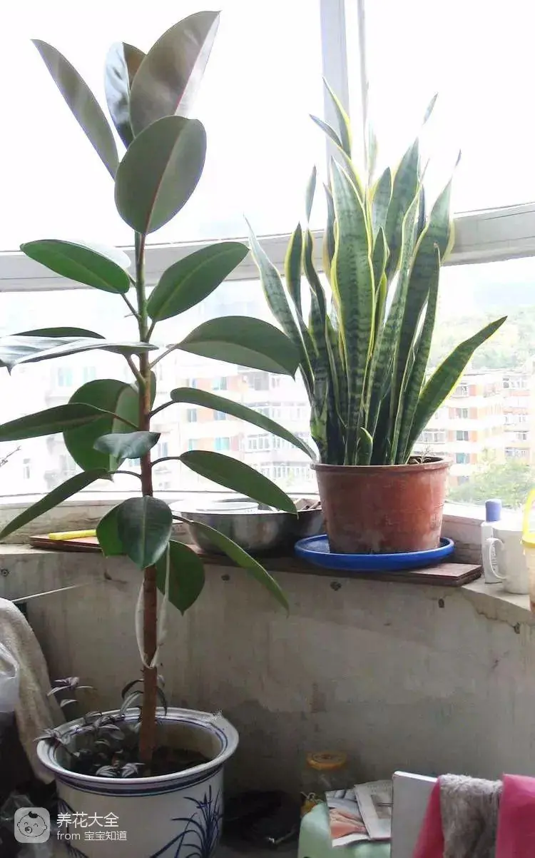 The way the ropes are taped