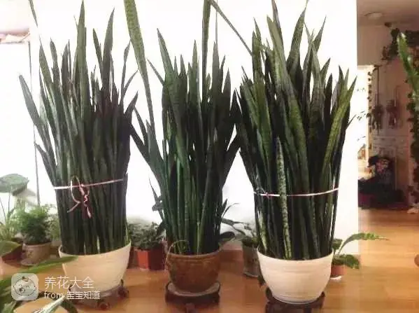 The way the ropes are taped