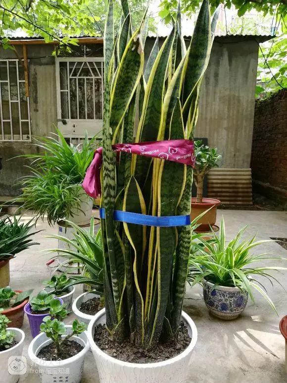 The way the ropes are taped