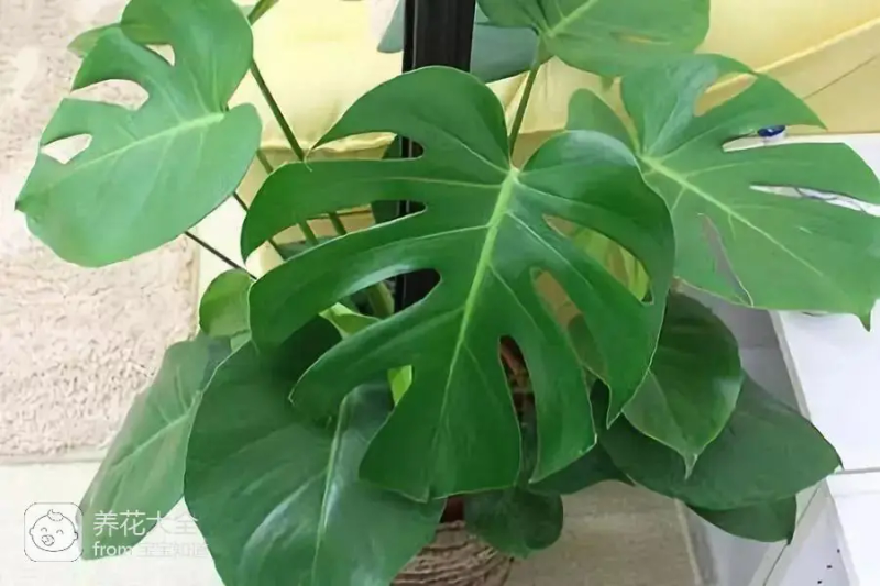 The way the ropes are taped