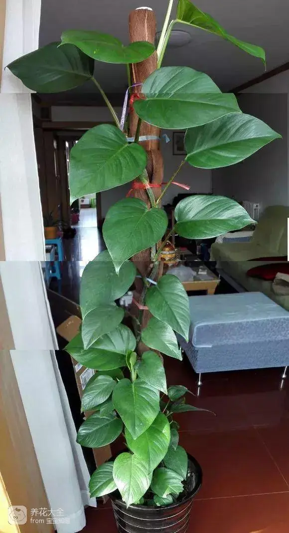 The way the ropes are taped