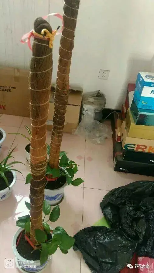 The way the ropes are taped