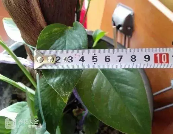 The way the ropes are taped