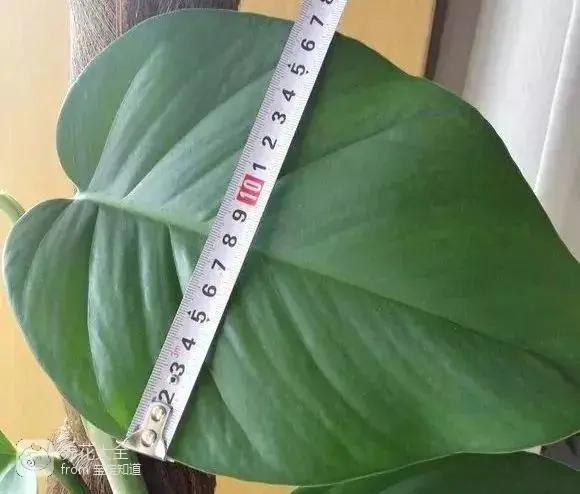 The way the ropes are taped