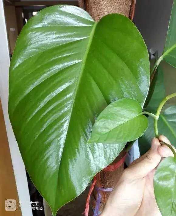 The way the ropes are taped