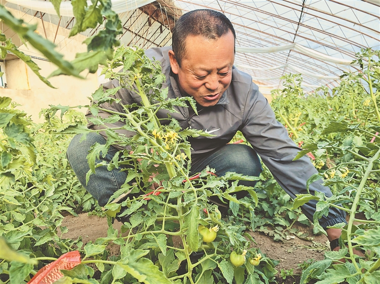 Vegetables in greenhouse sheds