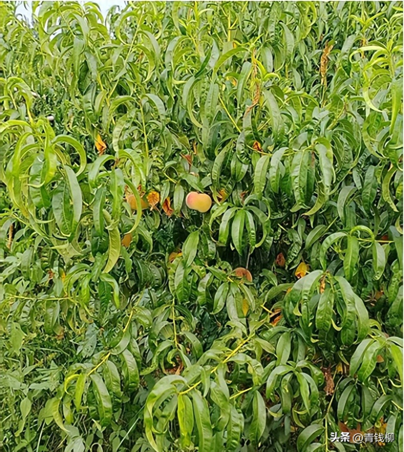 Peach tree planting techniques