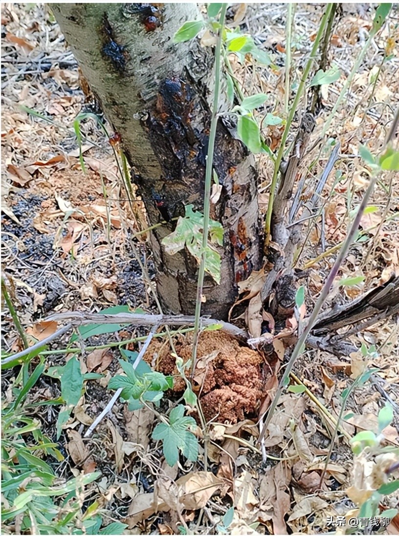 Peach tree planting techniques