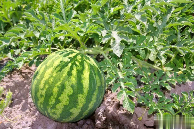 The technology of growing melons in early spring
