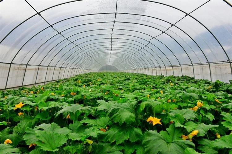Vegetables in greenhouse sheds