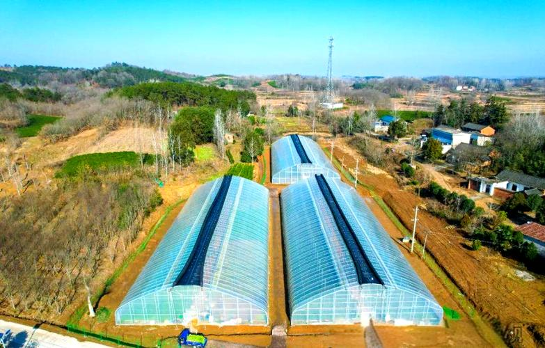 Vegetables in greenhouse sheds