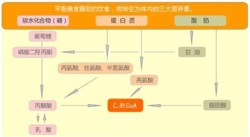 脂肪隆胸手术价钱