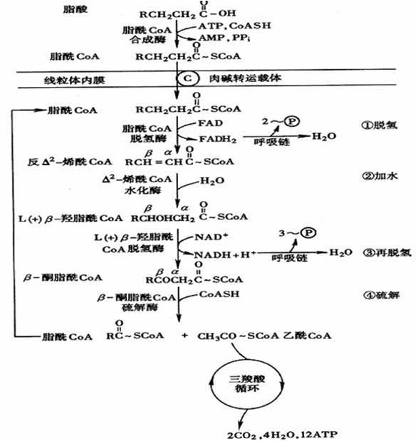 脂肪隆胸手术价钱