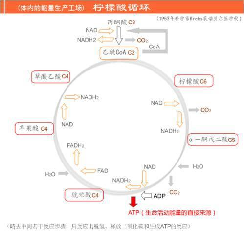 脂肪隆胸手术价钱