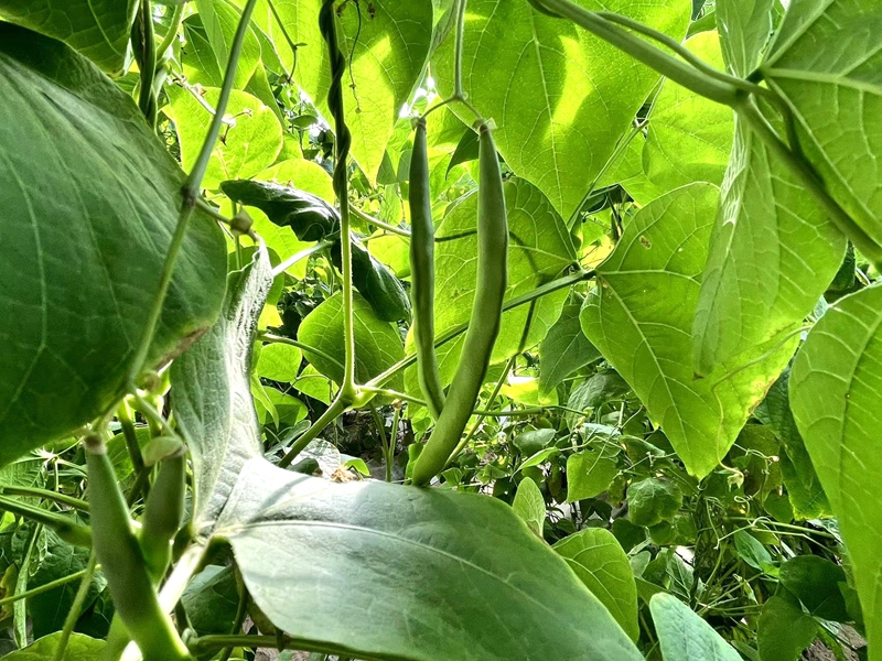 温室大棚种植蔬菜