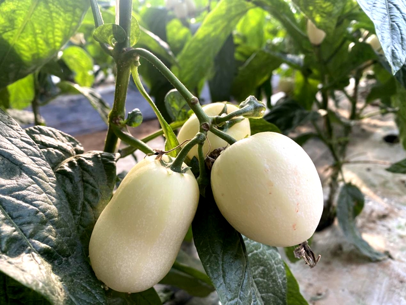 温室大棚种植蔬菜