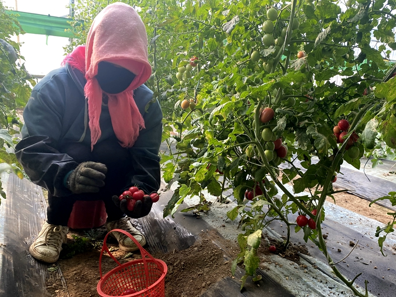 温室大棚种植蔬菜
