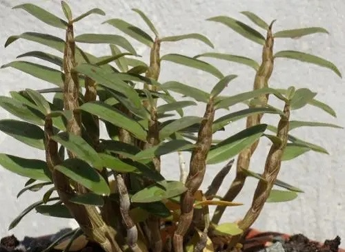 石斛的种植技术