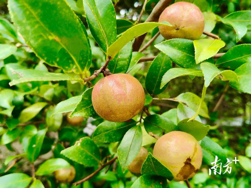 软枝油茶种植技术