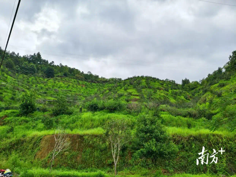 软枝油茶种植技术