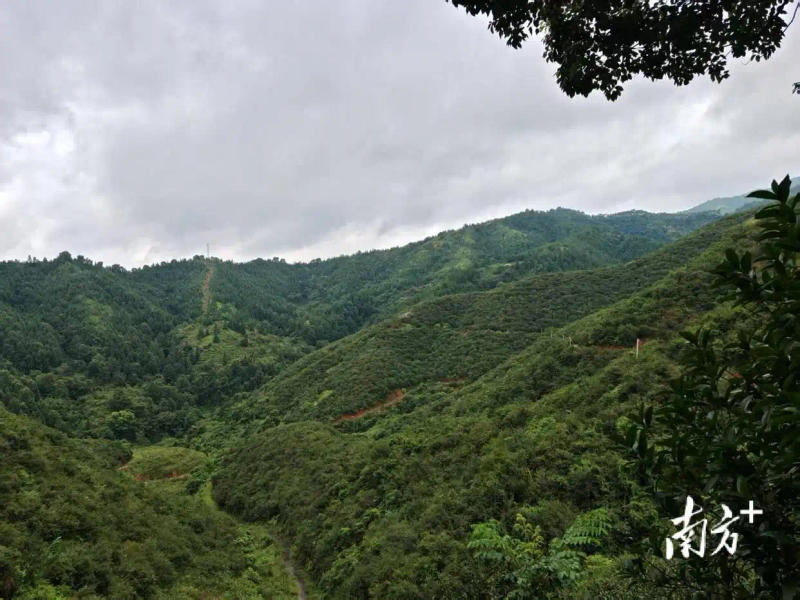 软枝油茶种植技术