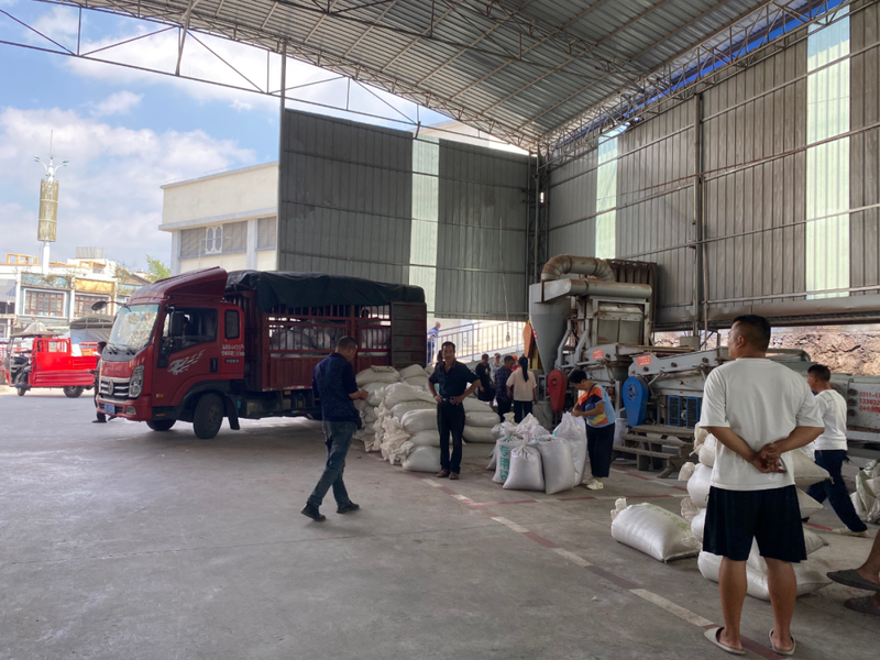 Sorghum growing technology video