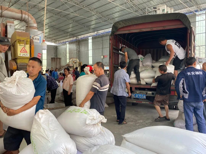 Sorghum growing technology video