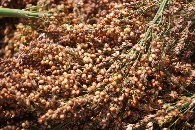 Sorghum growing technology video