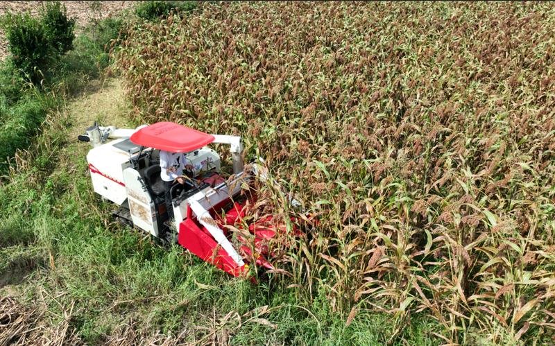 Sorghum growing technology video