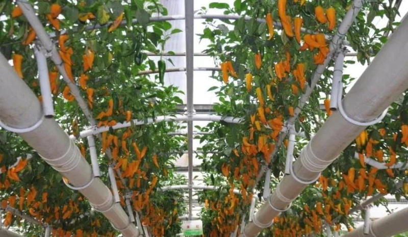 辣椒日光温室栽培技术