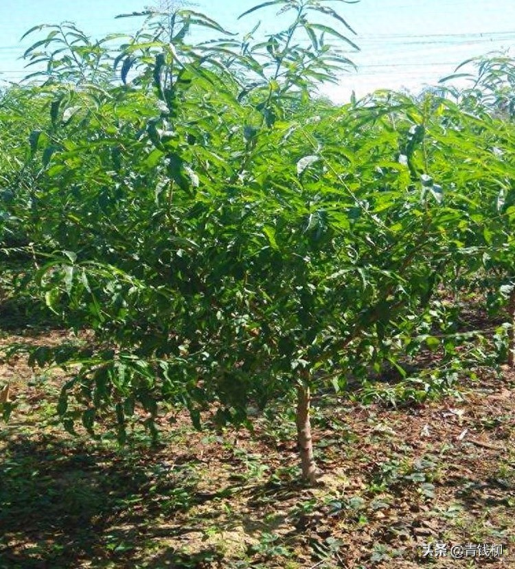 Peach tree planting techniques