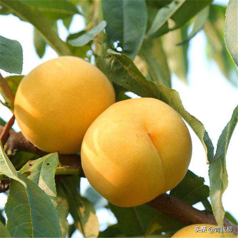 Peach tree planting techniques