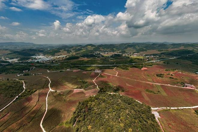 Sorghum growing technology video