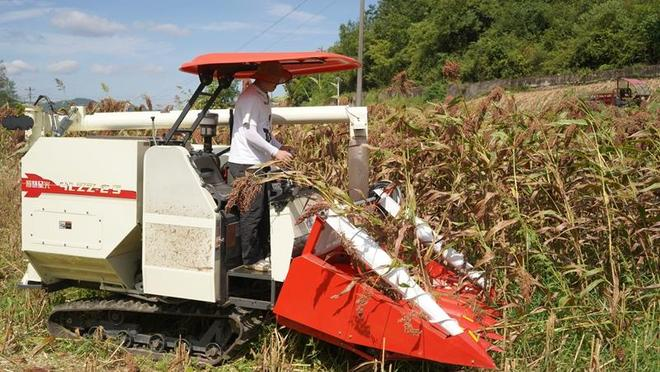 Sorghum growing technology video