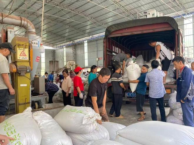 Sorghum growing technology video