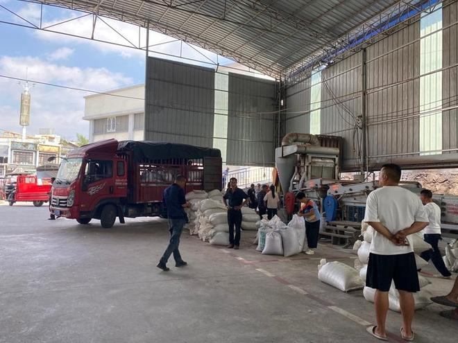 Sorghum growing technology video