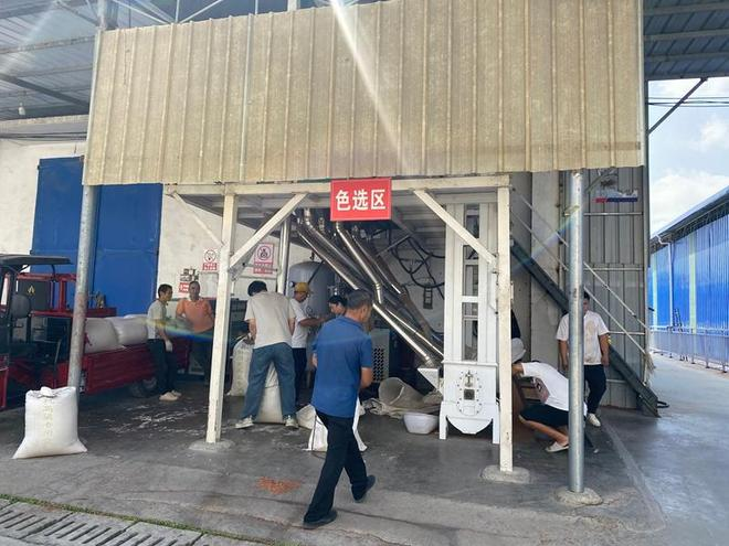 Sorghum growing technology video