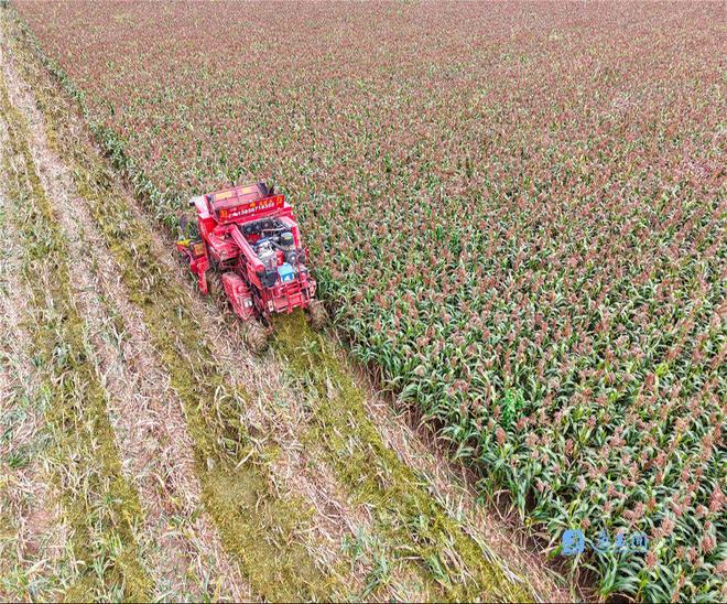 高粱种植技术视频