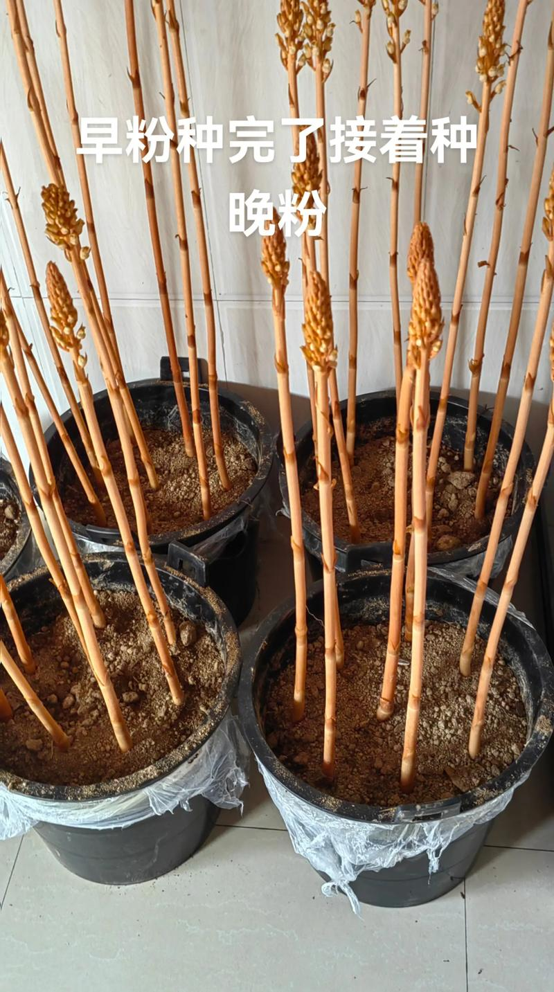 How do we grow the cynics