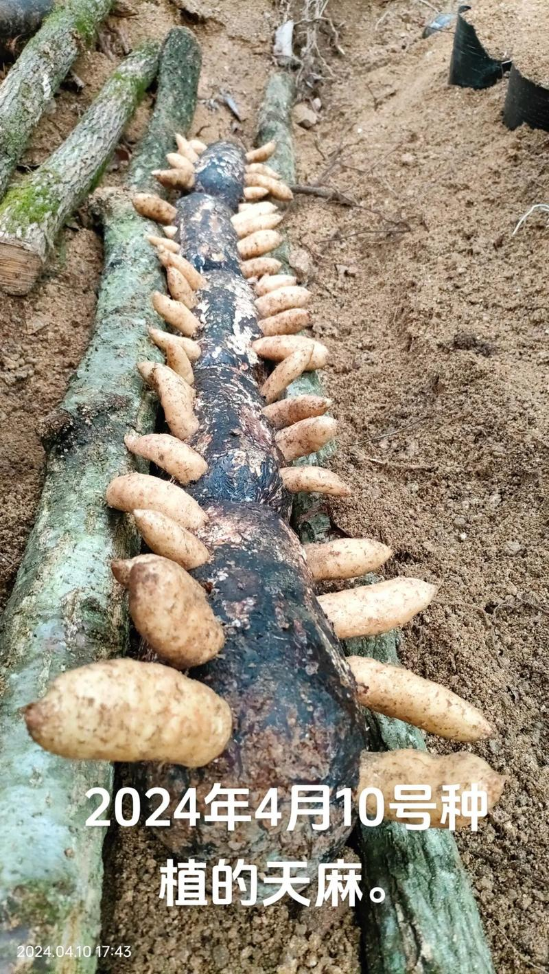 How do we grow the cynics