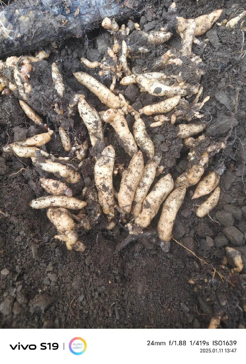 How do we grow the cynics