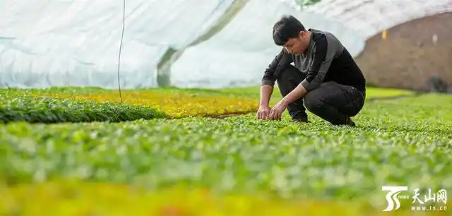 Vegetables in greenhouse sheds
