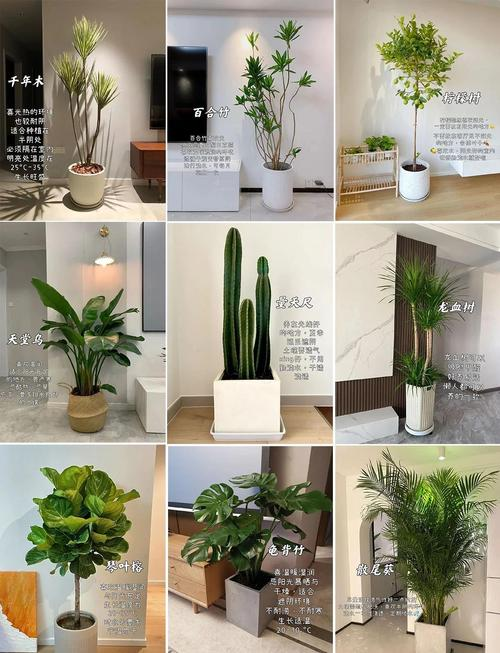 Indoor plants