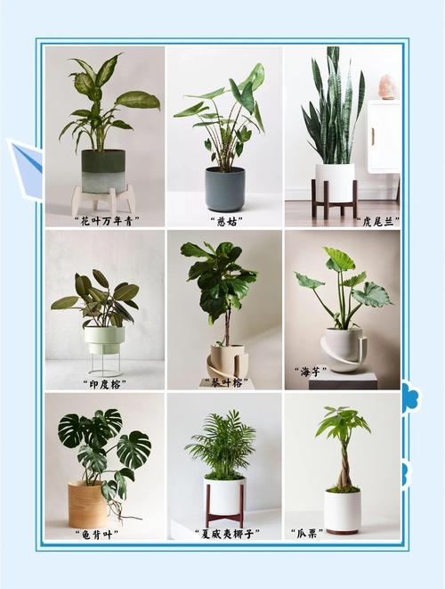 Indoor plants